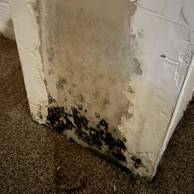 Professional Mold Removal in Rensselaer, IN